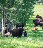 Bison Bites (Meat Chops)